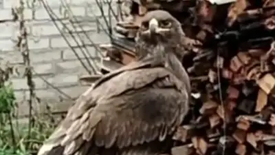 Краснокнижного орла спас житель Костанайской области , фото - Новости Zakon.kz от 02.11.2023 02:21