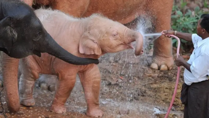 Розовый слон родился на юге Африки