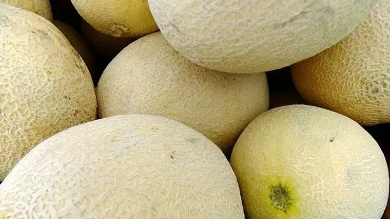 На что обращать внимание при выборе спелой дыни