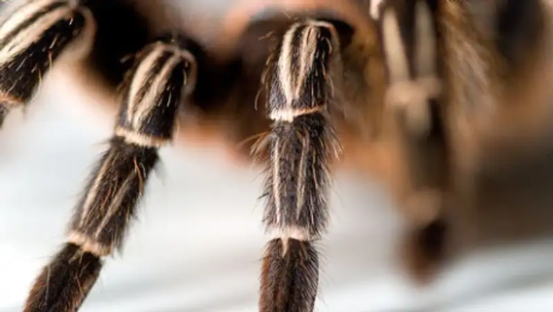 Сбежавший тарантул стал причиной задержки рейса в США