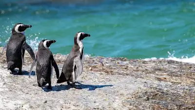 Тысячи погибших пингвинов выбросило на берег Уругвая 
