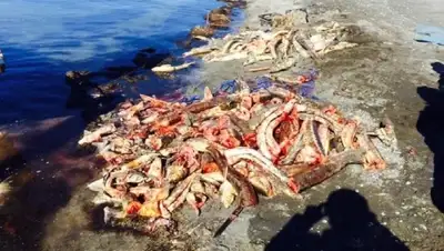 Zakon.kz, фото - Новости Zakon.kz от 19.04.2015 16:46