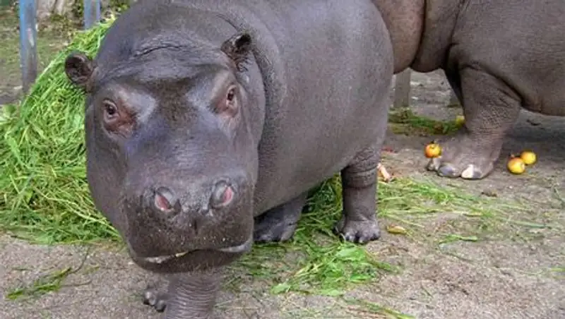 Из зоопарка в Калининграде сбежала бегемотиха 