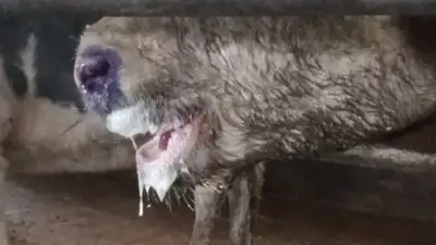 В Актюбинской области у скота подозревают ящур, фото - Новости Zakon.kz от 28.01.2023 04:21