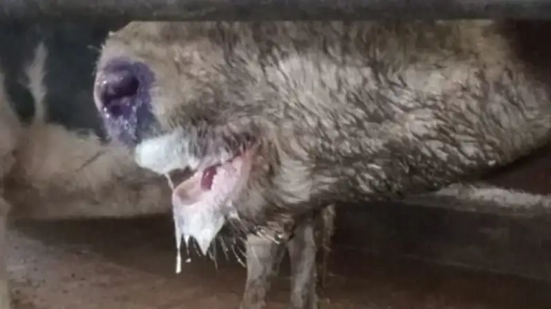 В Актюбинской области у скота подозревают ящур