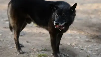 Zakon.kz, фото - Новости Zakon.kz от 13.04.2016 19:32