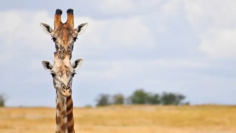 Такие забавные животные