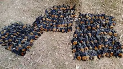 Фото: © Help Save the Wildlife and Bushlands in Cambelltown, фото - Новости Zakon.kz от 09.01.2018 17:03