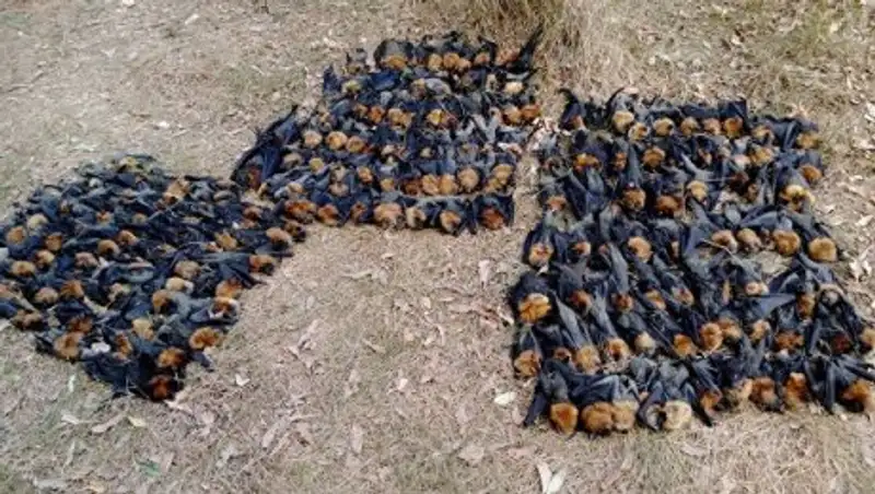 Волна жары в Австралии "сварила" тысячи летучих мышей - экологи