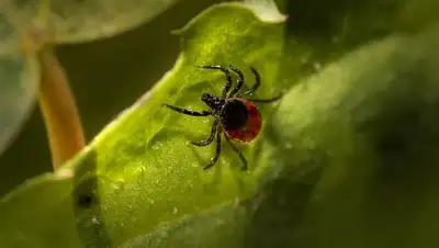 лист, фото - Новости Zakon.kz от 12.05.2022 18:30