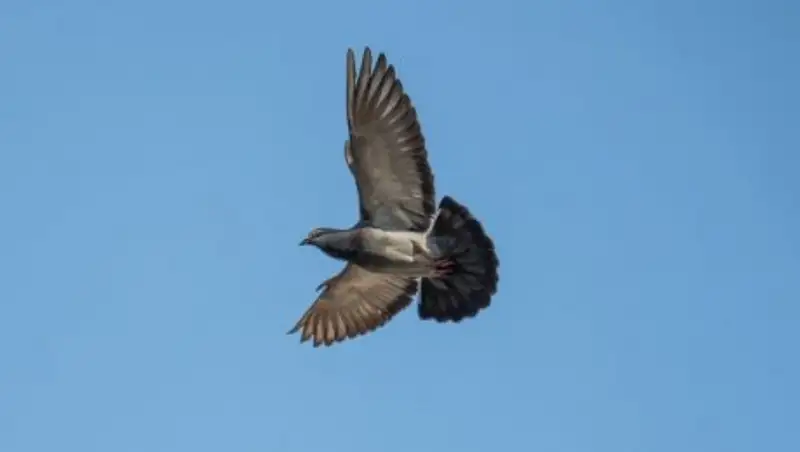 В США арестовали "мужчину-вампира", который пил кровь голубей