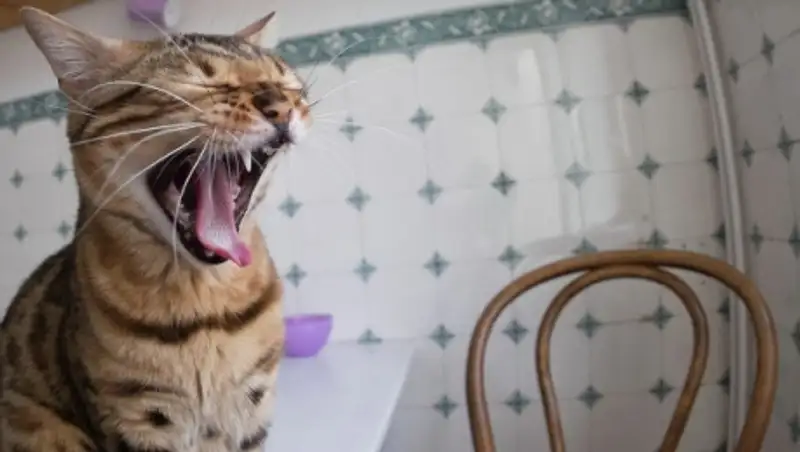 Американец вызвал "911" из-за кошки, которая не пускала его домой