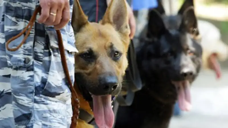 Алматыға ит тілін түсінетін танымал кинолог келді   