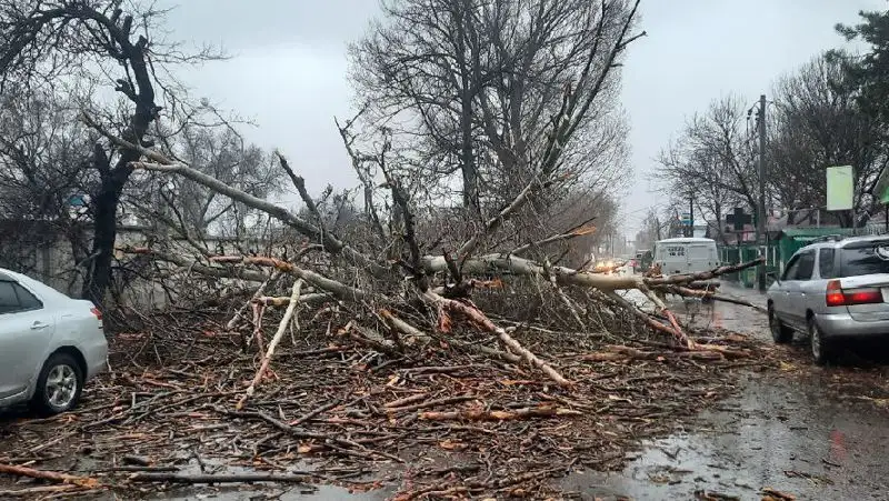 Порывистый ветер и дождь: в ДЧС рассказали о последствиях