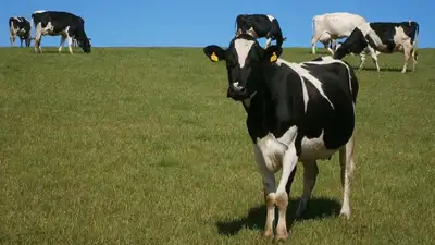 В двух районах Жамбылской области выявили два очага бешенства , фото - Новости Zakon.kz от 19.05.2023 12:34