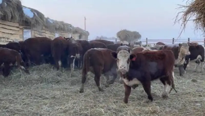 Как в условиях кризиса приумножить скот или начать бизнес, используя госпрограмму "Сыбага"