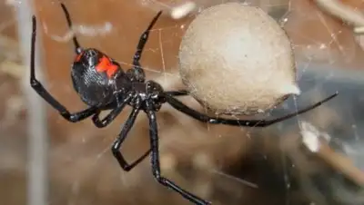 из открытых источников, фото - Новости Zakon.kz от 10.07.2018 20:03