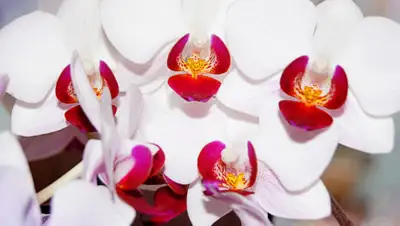 pxhere.com, фото - Новости Zakon.kz от 17.09.2019 09:43