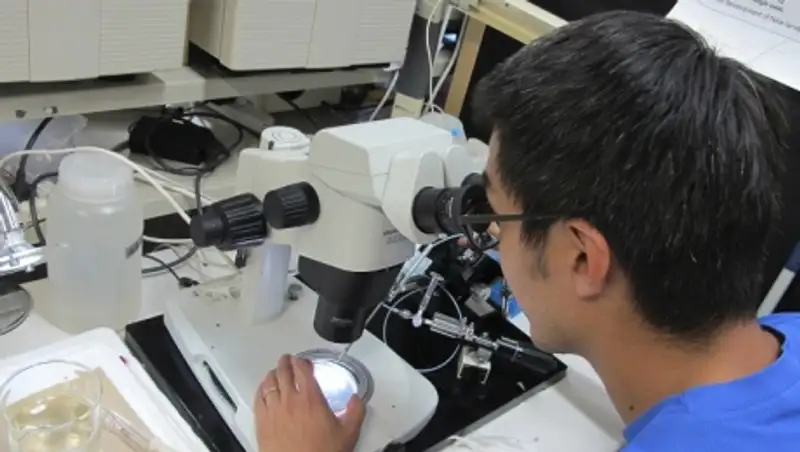 Японские ученые успешно восстановили хрящевую ткань при помощи стволовых клеток