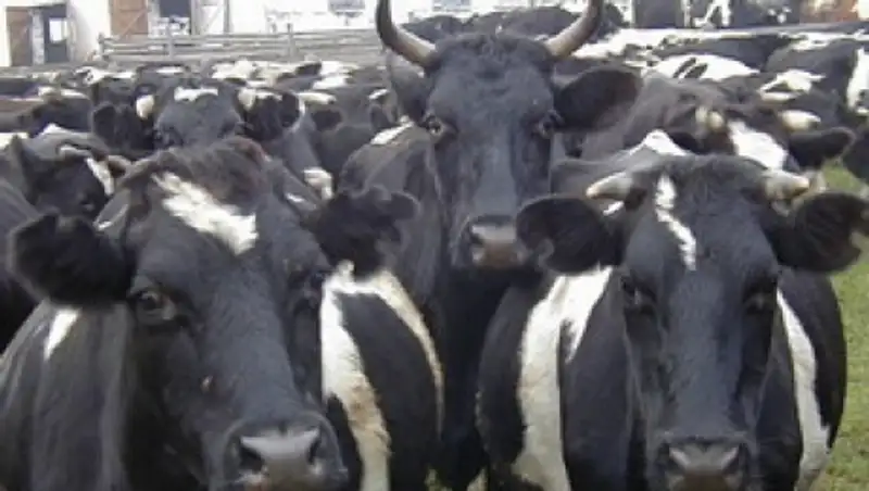 «Сыбаға» бағдарламасының арқасында Қызылорда облысында кәсіпкерлер саны өсті