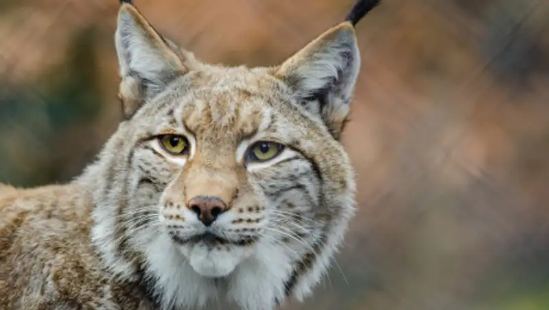 Рысь атаковала дрессировщика во время выступления