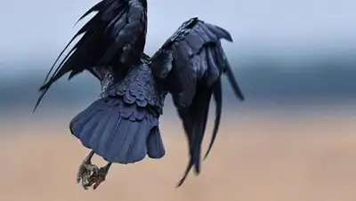 Zakon.kz, фото - Новости Zakon.kz от 30.12.2016 05:11