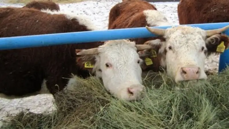 Карантин снят во всех областях РК после вспышки сибирской язвы