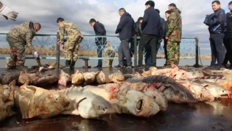 Пойманные с тонной осетровых браконьеры арестованы