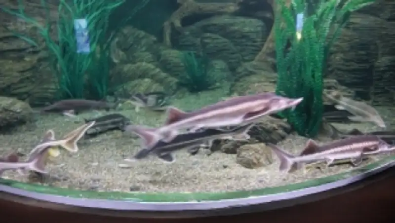 На набережной Атырау прошла необычная выставка 