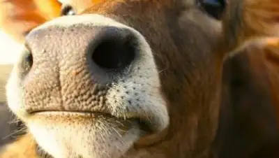 Вечерний Гомель, фото - Новости Zakon.kz от 11.12.2018 10:17