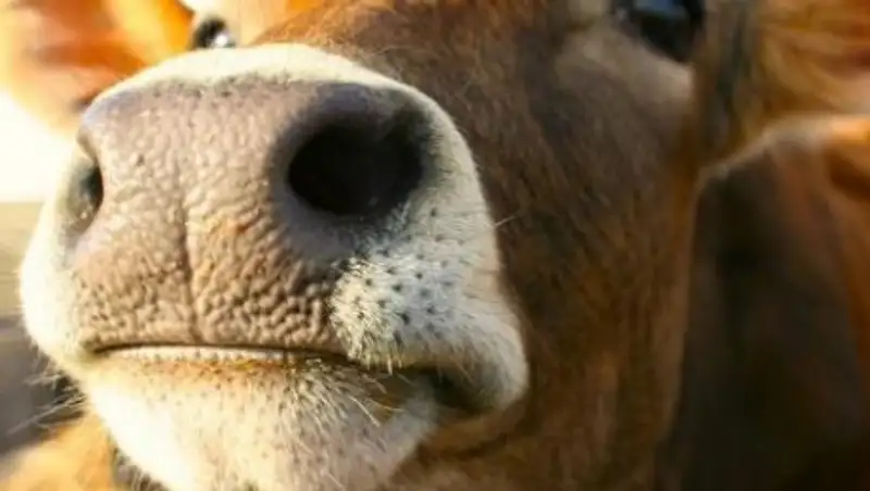 Бычков в качестве пассажиров микроавтобуса пытался вывезти из страны казахстанец