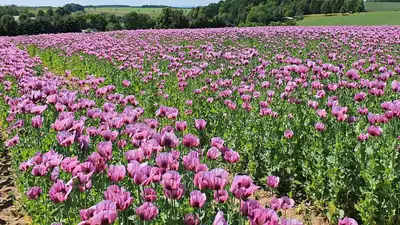 опийный мак, фото - Новости Zakon.kz от 10.10.2023 11:17