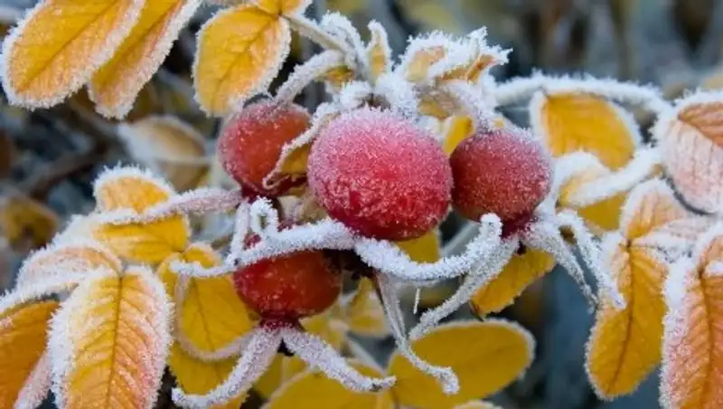 Заморозки обещают в пятницу казахстанские синоптики