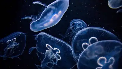 ингредиент, продукт, фото - Новости Zakon.kz от 08.12.2021 20:44