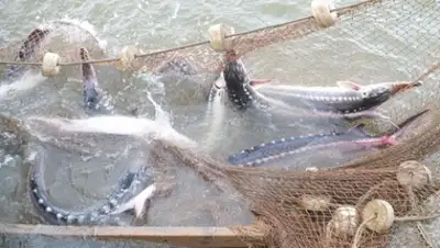 Zakon.kz, фото - Новости Zakon.kz от 18.05.2015 19:38