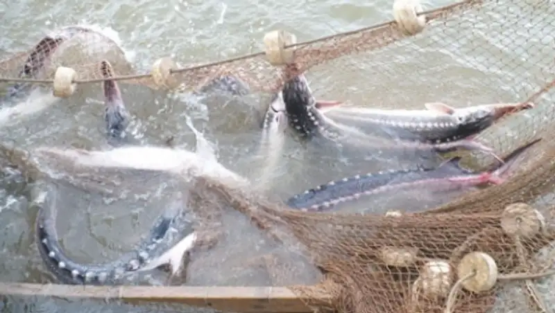 40 тыс метров браконьерских сетей обнаружено в Каспийском море