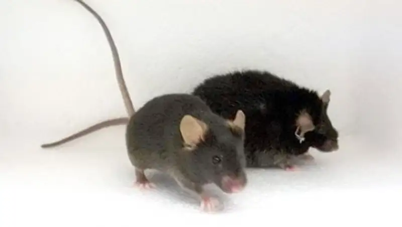 Найдена биологическая причина малоподвижного образа жизни