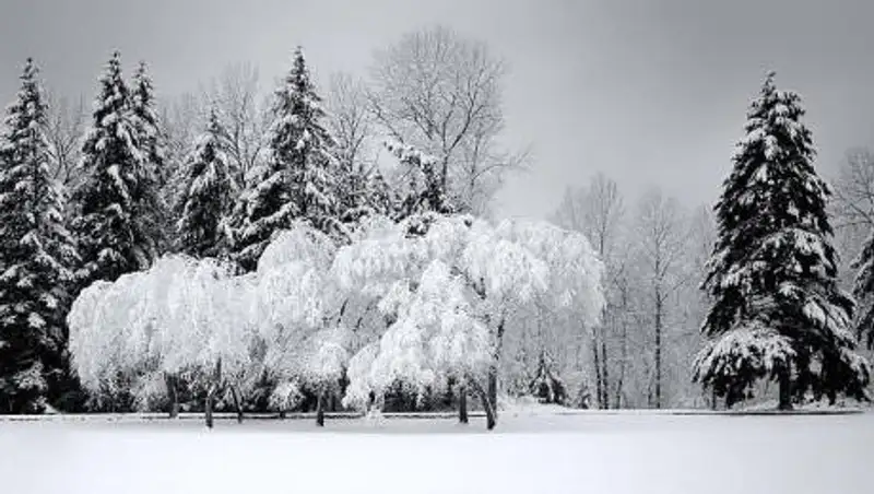Мороз, снег, метели. Погода на выходные