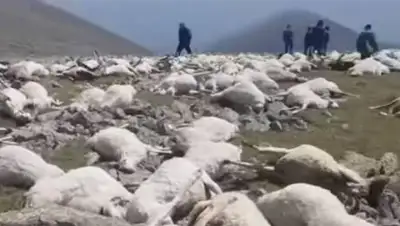 Кадр из видео, фото - Новости Zakon.kz от 14.08.2021 18:03