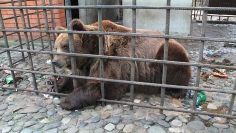Прокуратура Сочи занялась рестораном, где медведей накачивают "отверткой"