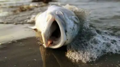 Zakon.kz, фото - Новости Zakon.kz от 11.09.2017 19:06