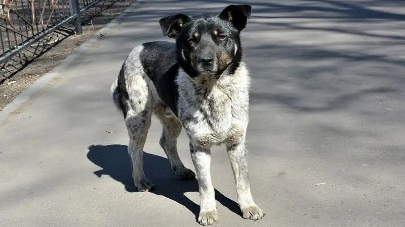 В 10 раз увеличили финансирование на решение проблемы с бродячими животными в Акмолинской области