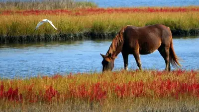 лошадь Нур-Султан видео, фото - Новости Zakon.kz от 12.08.2022 19:19