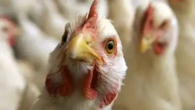 smolnarod.ru, фото - Новости Zakon.kz от 18.01.2019 19:37