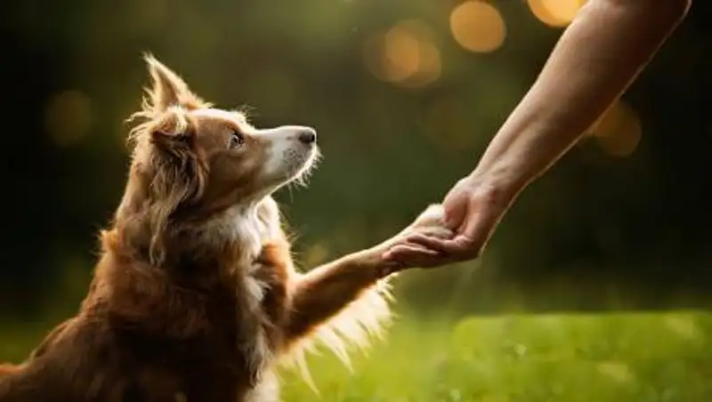 Ученые выяснили, как собаки воспринимают лица людей