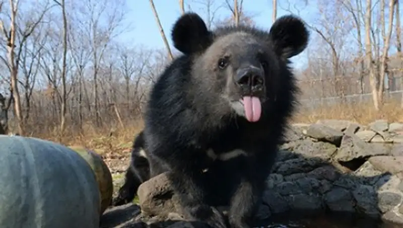 Снежный человек оказался медведем