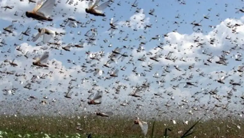 На борьбу с саранчой в Казахстане выделили почти 4 млрд тенге