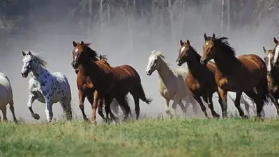 Zakon.kz, фото - Новости Zakon.kz от 23.08.2017 10:22
