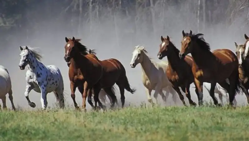 Павлодарда 30 бас жылқы ұрлаған екі барымташы ұсталды