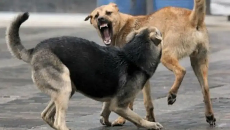 В Мангистауской области бродячие собаки за две ночи загрызли свыше 20 коз и баранов
